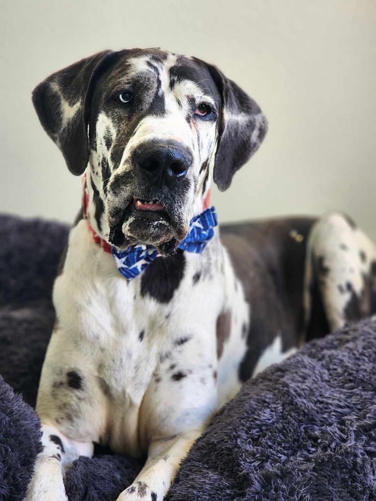 Enlarge Pinto, a Adoptable Great Dane in Tehachapi, CA image 1/4