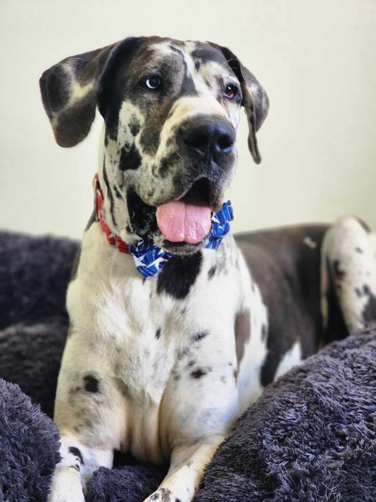 Enlarge Pinto, a Adoptable Great Dane in Tehachapi, CA image 2/4