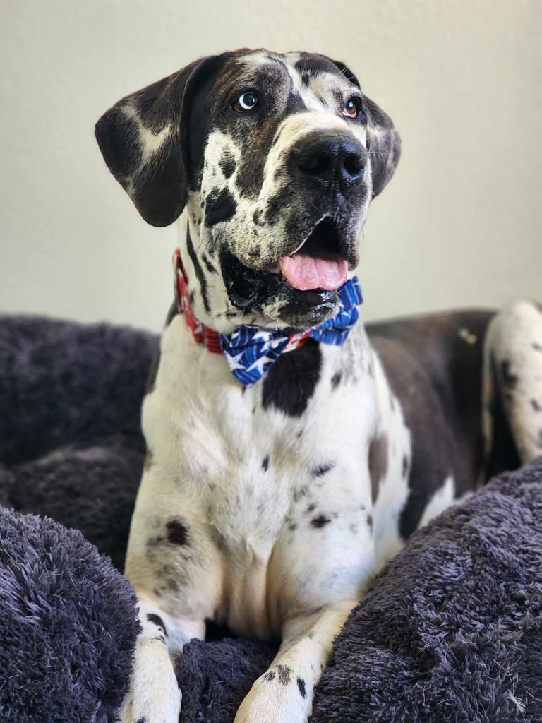 Enlarge Pinto, a Adoptable Great Dane in Tehachapi, CA image 3/4