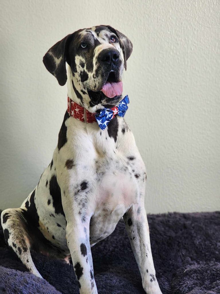 Pinto, Young Male Great Dane