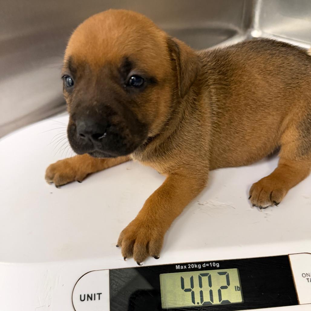 Cola, Adoptable, Puppy Male American Staffordshire Terrier & Husky.