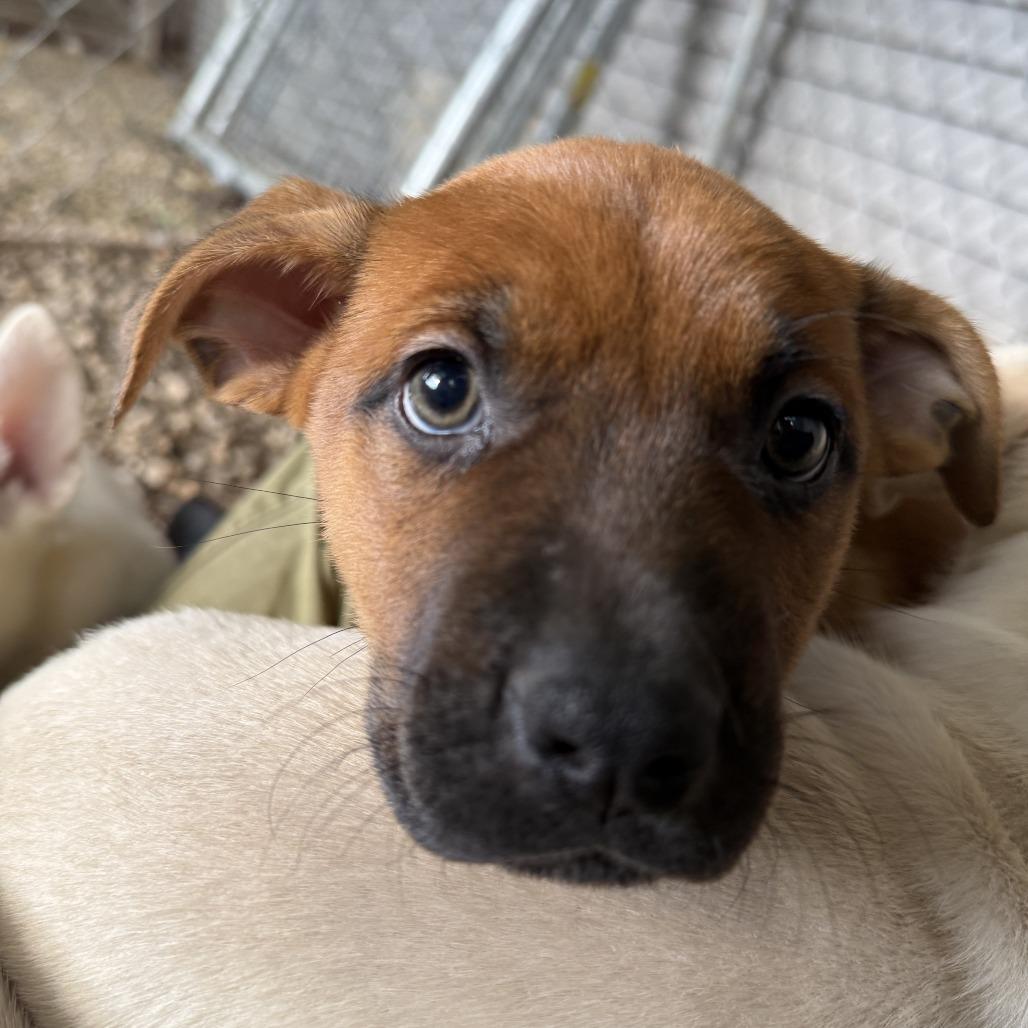 Enlarge Cola, a Adoptable mixed breed in Madison, WI image 2/3