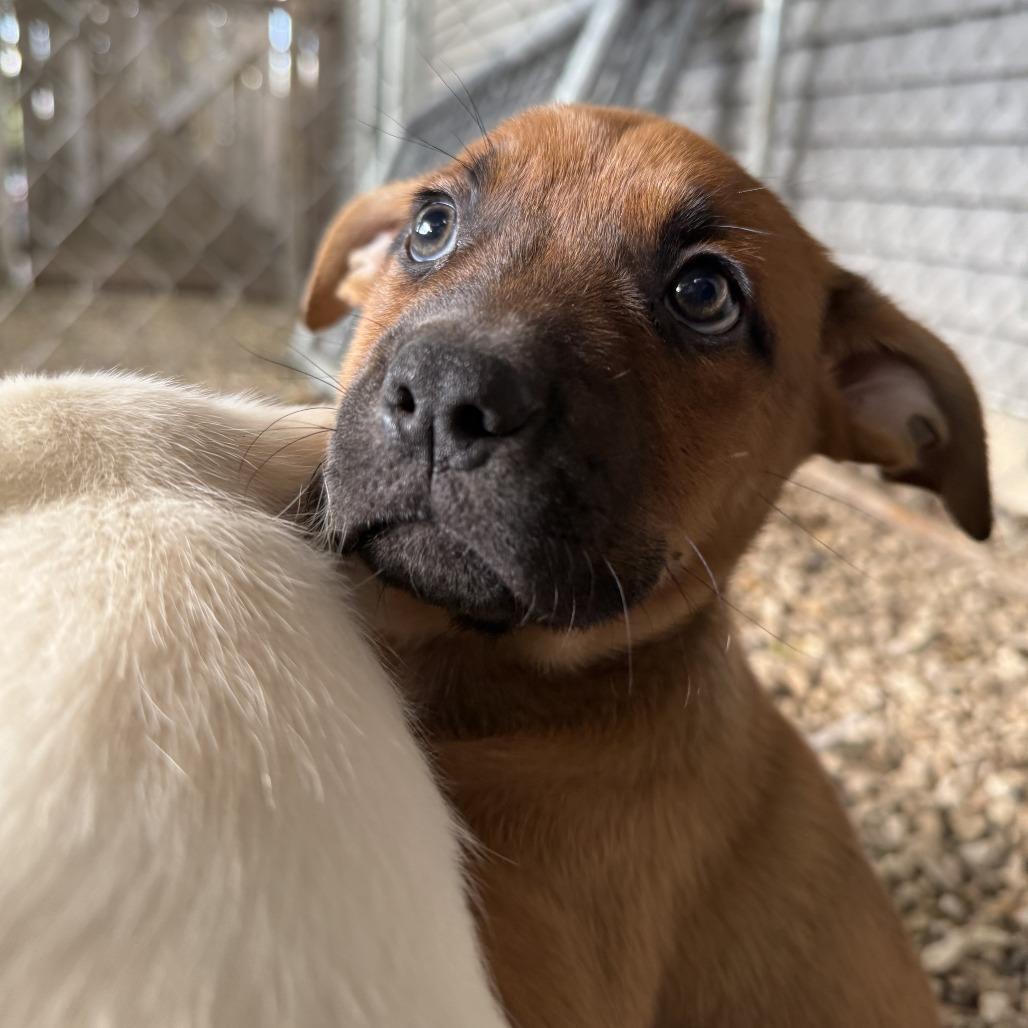 Enlarge Cola, a Adoptable mixed breed in Madison, WI image 3/3