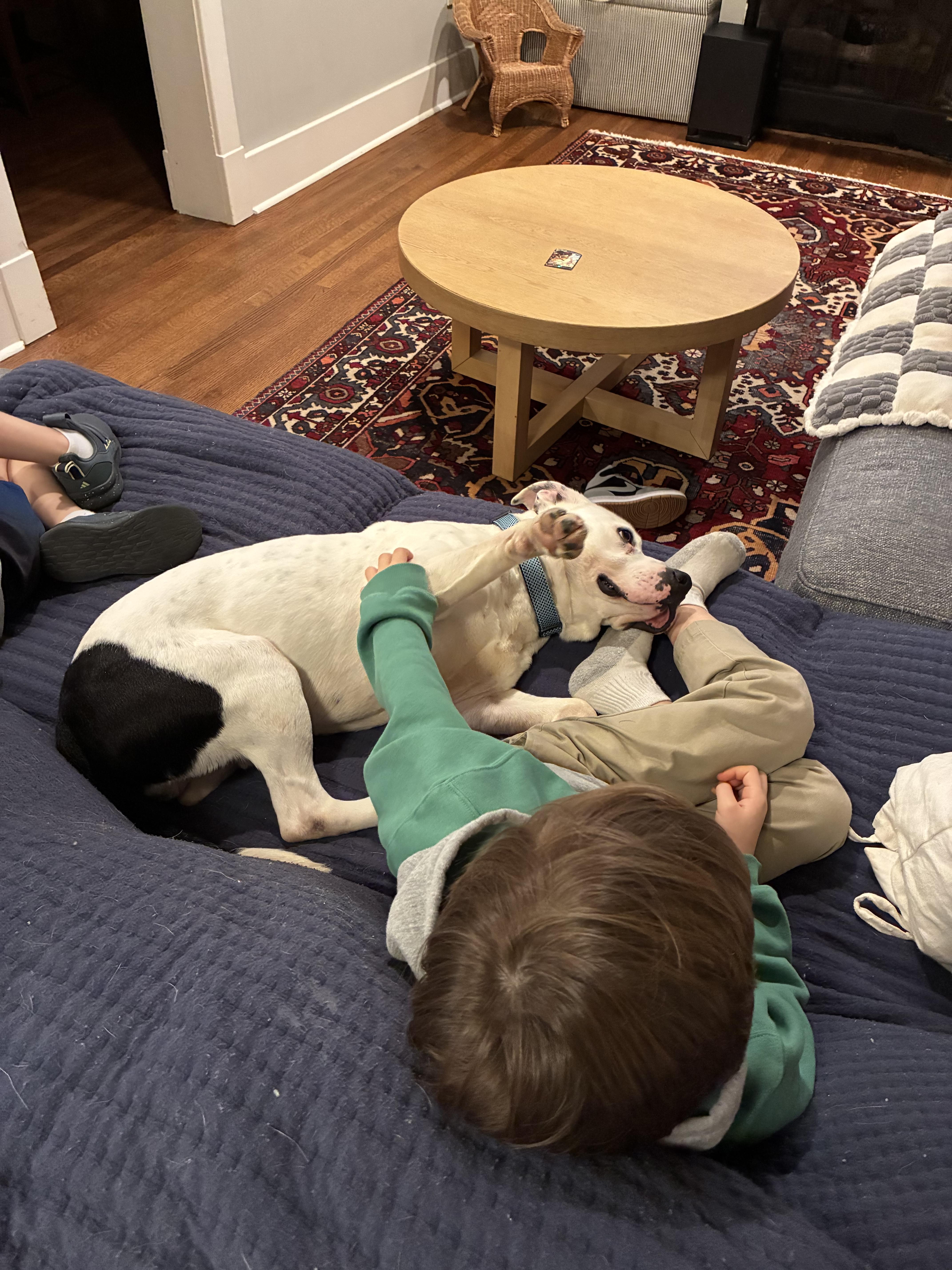 Enlarge Alfie, a Adoptable mixed breed in West Greenwich , RI image 5/5