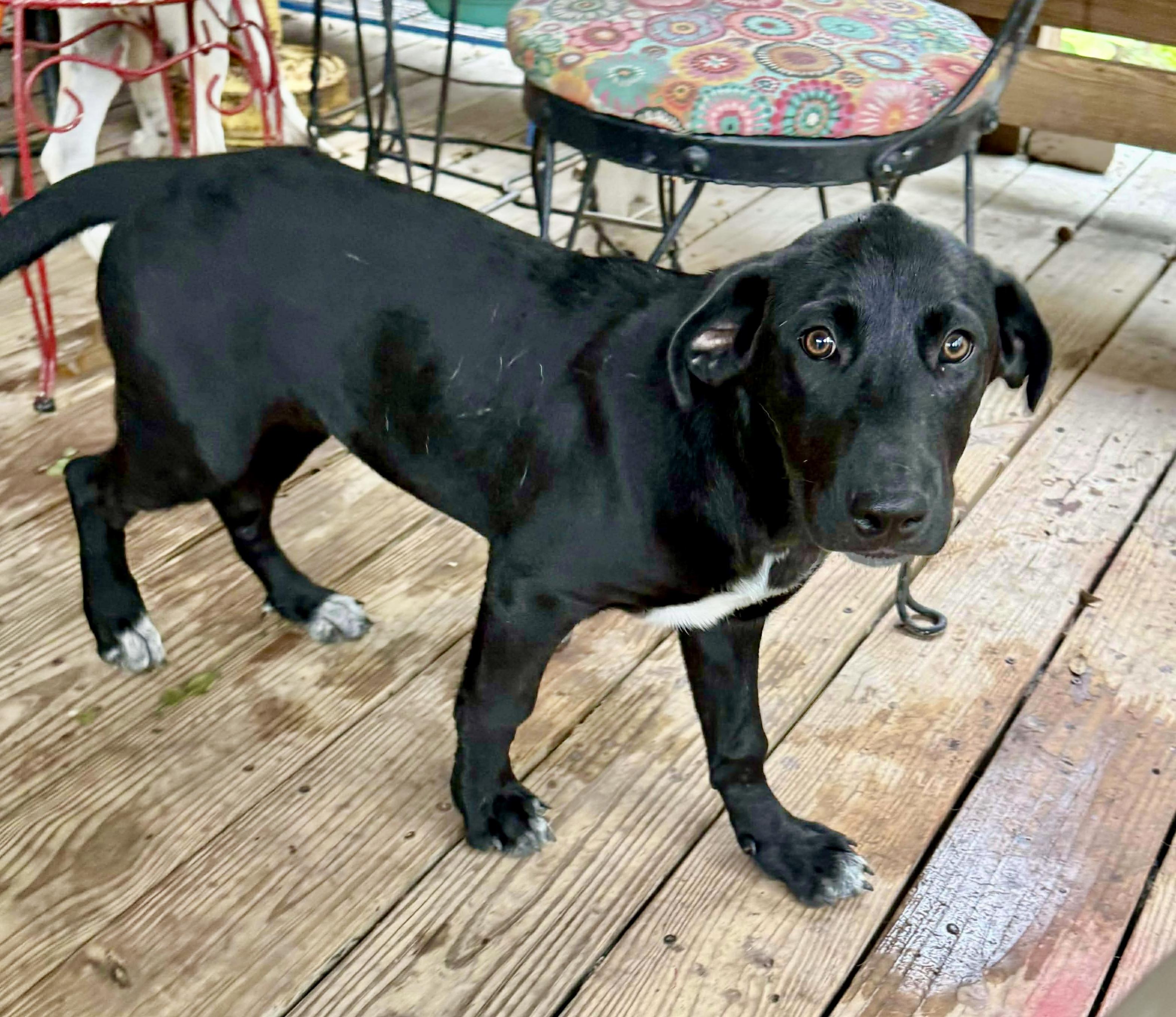 Whimsy, a Adoptable Labrador Retriever in Rockford, IL image 3/6