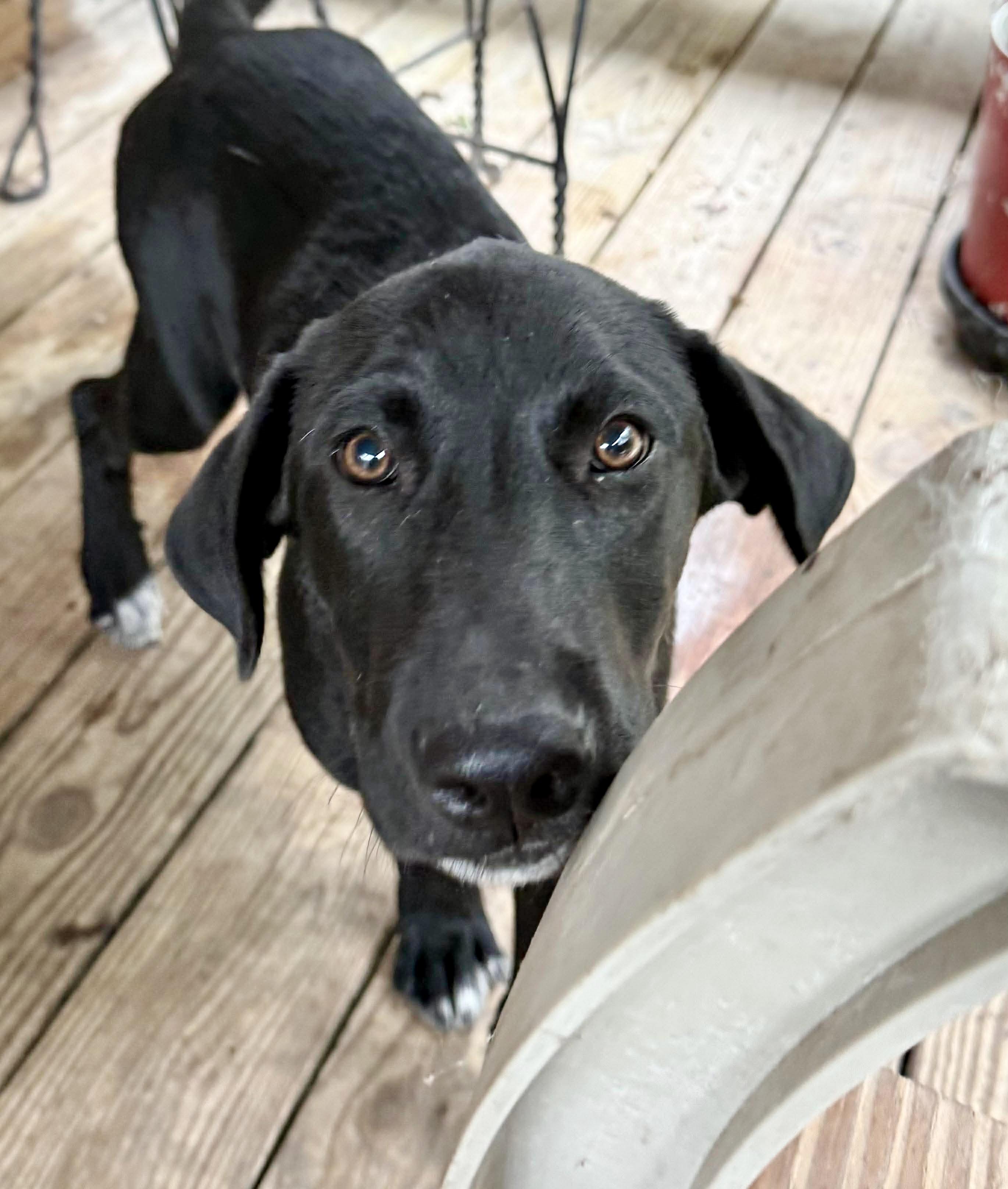 Whimsy, a Adoptable Labrador Retriever in Rockford, IL image 6/6