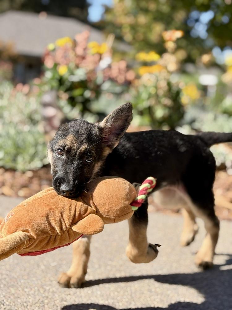 Enlarge Frankie, a Adoptable German Shepherd Dog in Sacramento, CA image 3/6