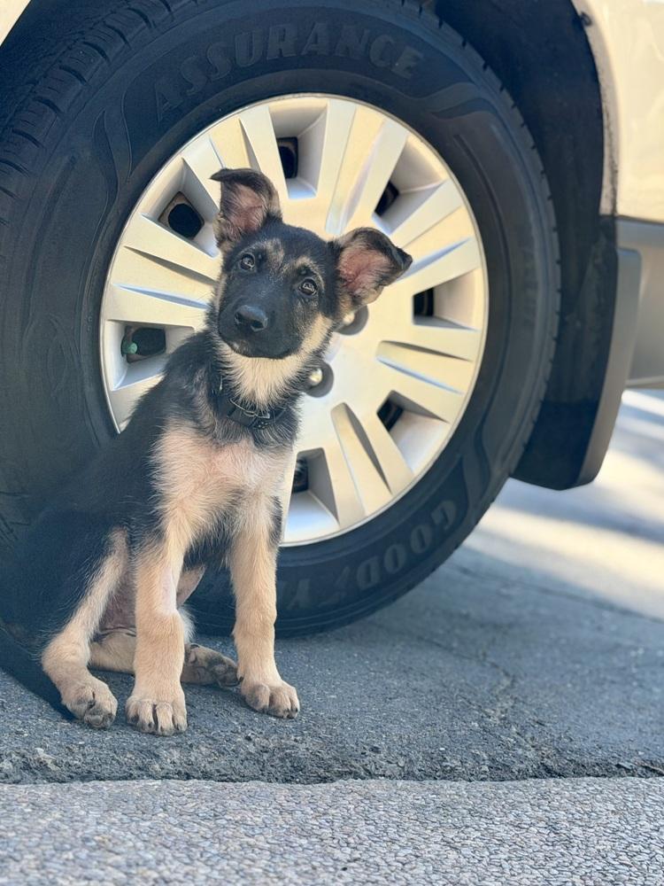 Enlarge Frankie, a Adoptable German Shepherd Dog in Sacramento, CA image 2/6