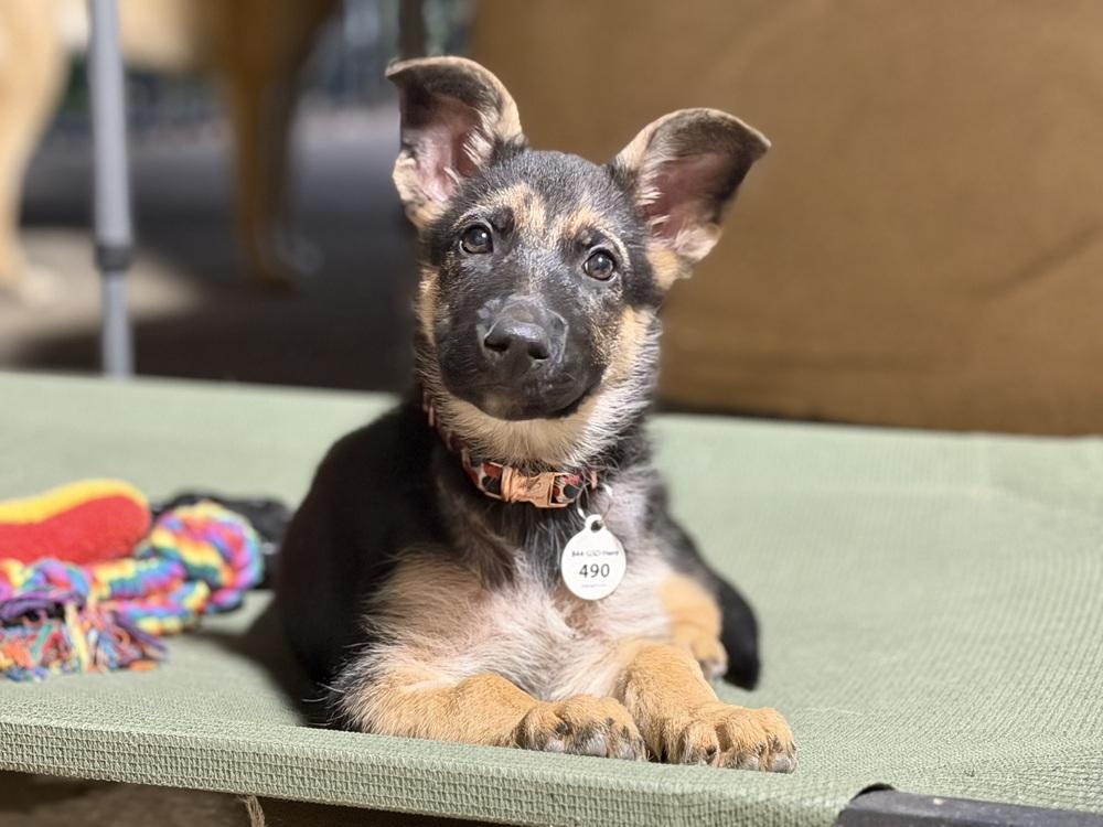 Frankie, Adoptable, Puppy Female German Shepherd Dog.