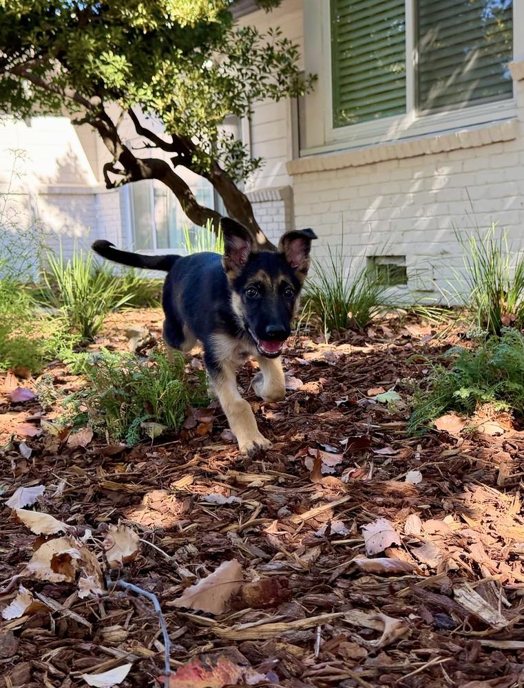 Enlarge Frankie, a Adoptable German Shepherd Dog in Sacramento, CA image 4/6