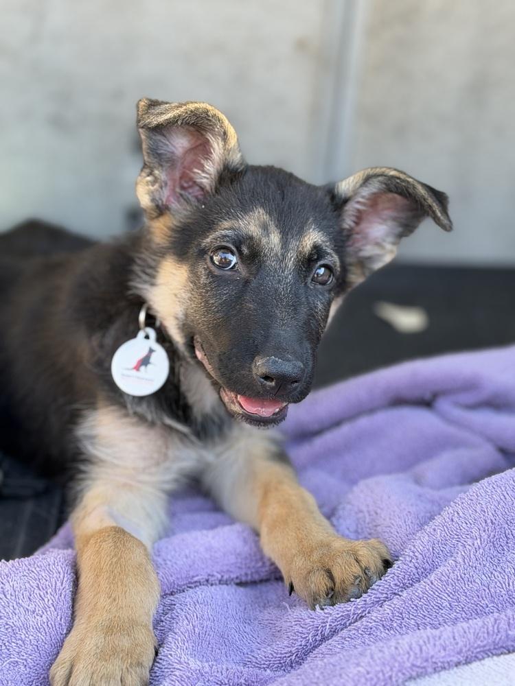 Enlarge Frankie, a Adoptable German Shepherd Dog in Sacramento, CA image 5/6
