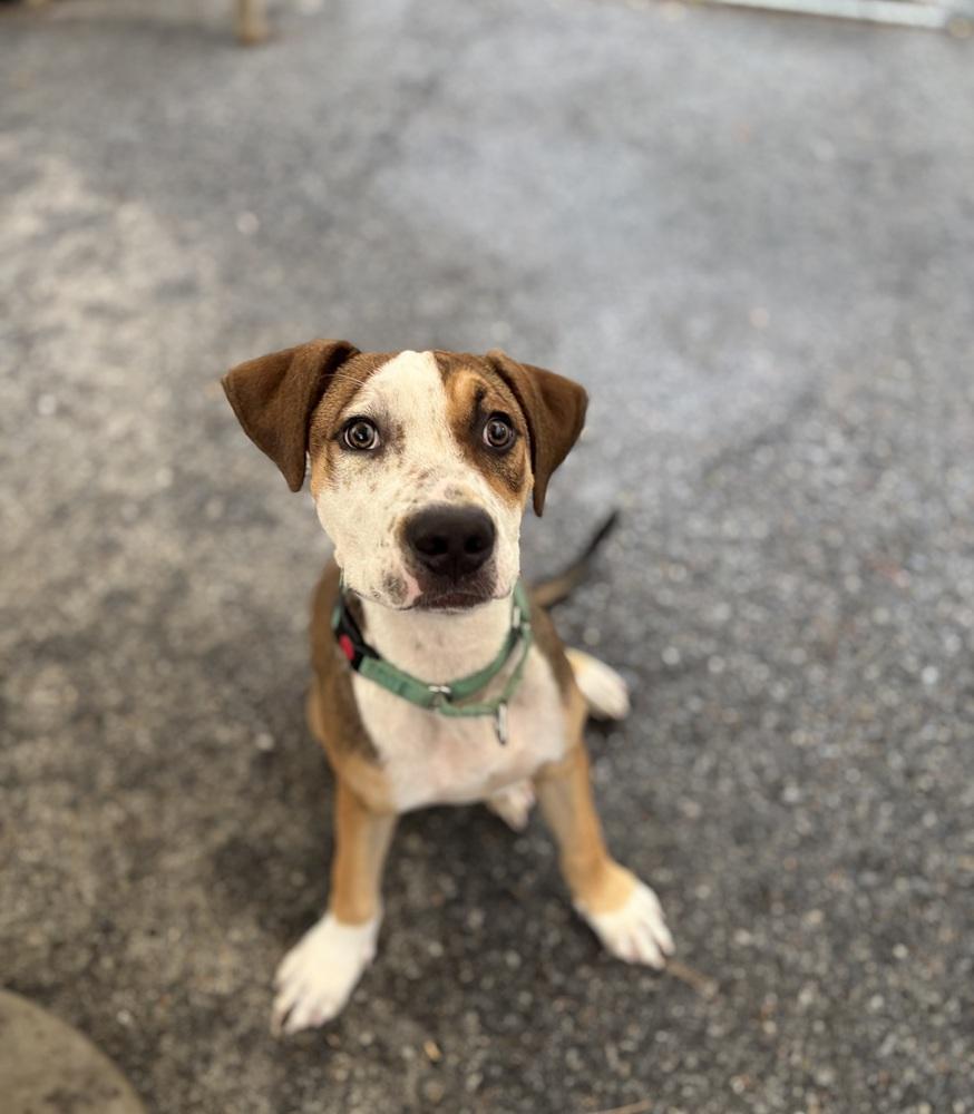 Kermit - 25183, Adoptable, Puppy Male American Bulldog & Hound.