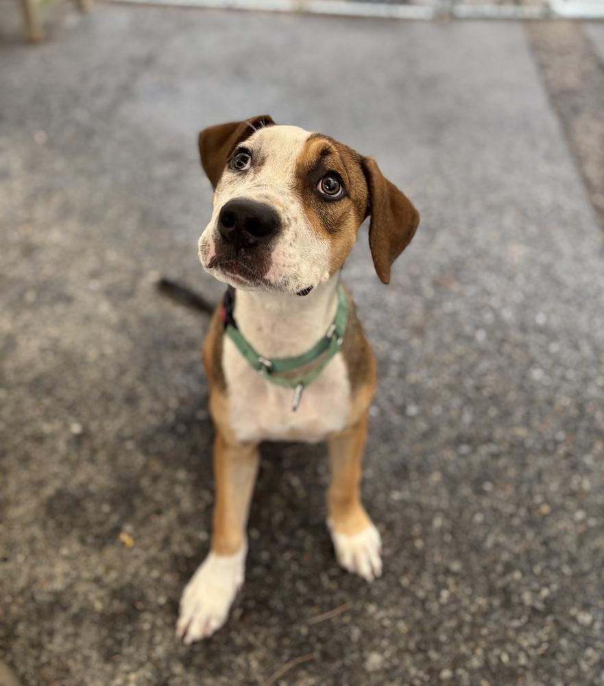 Kermit - 25183, Adoptable, Puppy Male American Bulldog & Hound.