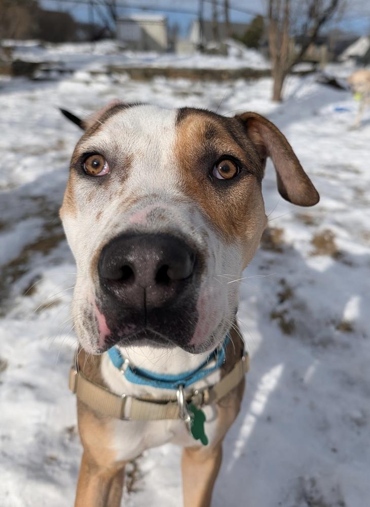 Kermit - 25183, Adoptable, Puppy Male American Bulldog & Hound.