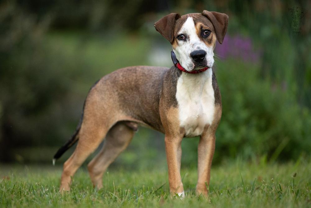 Kermit - 25183, a Adoptable mixed breed in Armonk, NY image 2/6