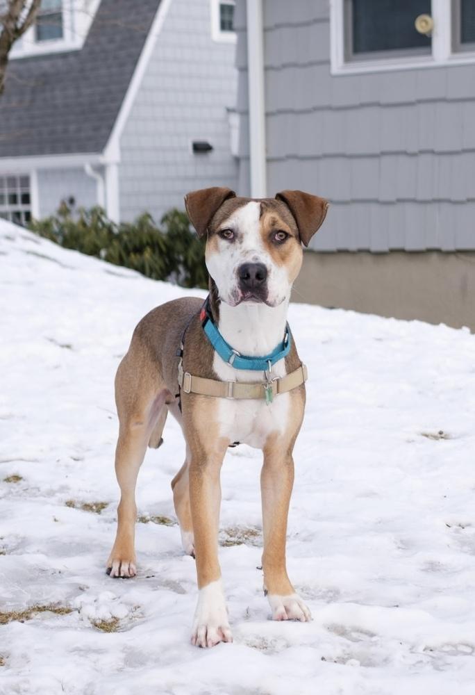 Kermit - 25183, a Adoptable mixed breed in Armonk, NY image 4/6