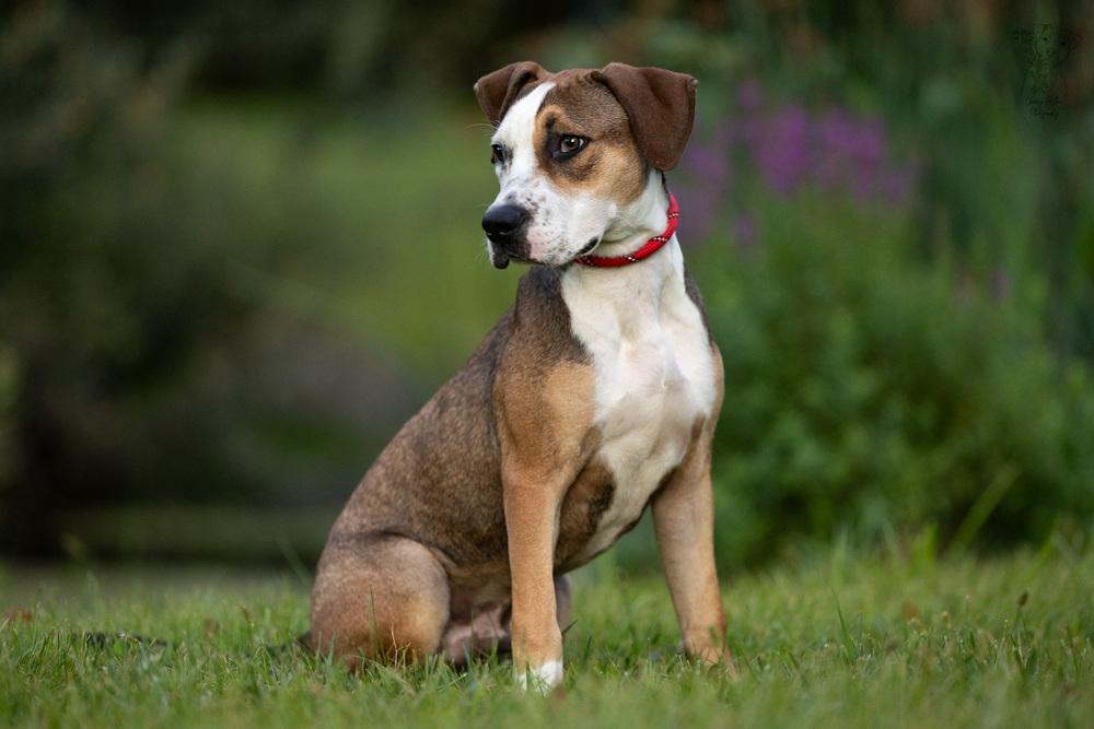 Kermit - 25183, a Adoptable mixed breed in Armonk, NY image 5/6