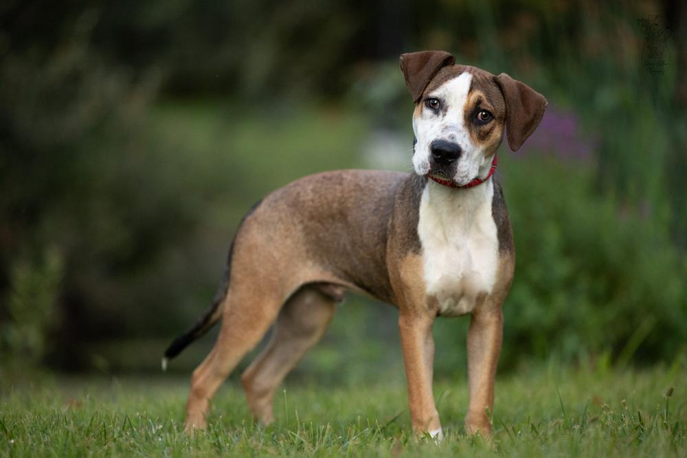 Kermit - 25183, a Adoptable mixed breed in Armonk, NY image 5/6