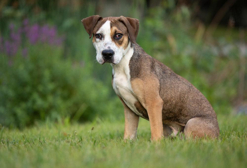 Kermit - 25183, a Adoptable mixed breed in Armonk, NY image 6/6