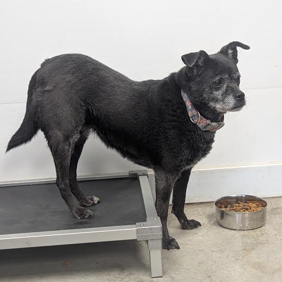 Sky, a Adoptable mixed breed in Blue Earth, MN image 4/4