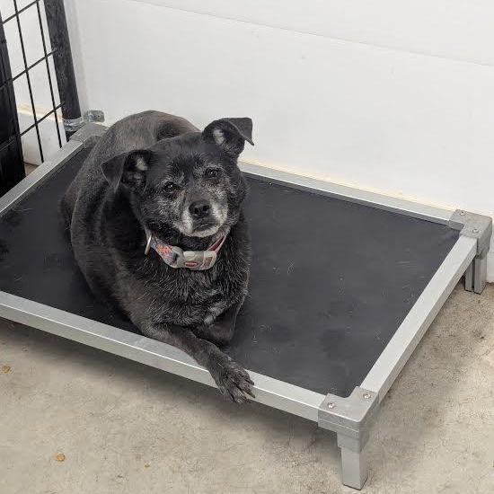 Sky, Adoptable, Senior Female Pug & Jack Russell Terrier.