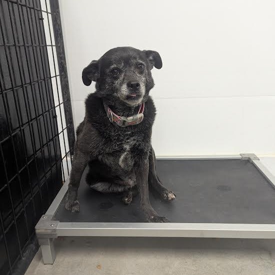 Sky, a Adoptable mixed breed in Blue Earth, MN image 2/4