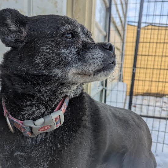 Sky, a Adoptable mixed breed in Blue Earth, MN image 3/4