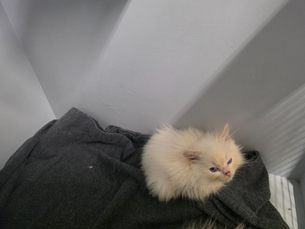 Enlarge Carmello, a Adopted Ragdoll in Sidney, NY image 1/1