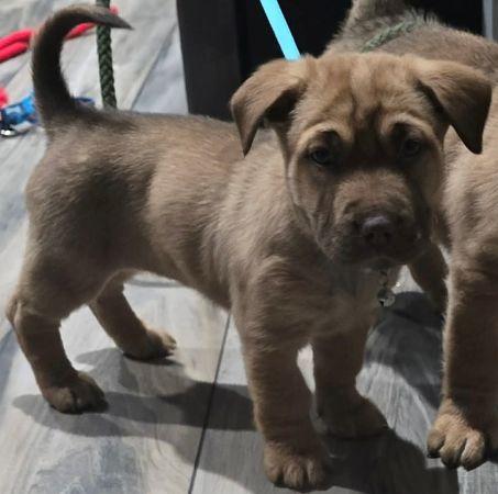 Lilo, ADOPTABLE, Puppy Female German Shepherd Dog.