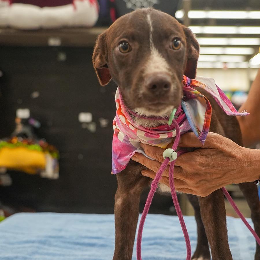 Cedar, Adoptable, Young Male Border Collie & Australian Cattle Dog / Blue Heeler.