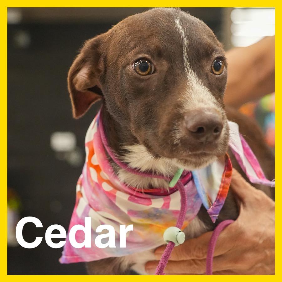 Enlarge Cedar, a Adoptable mixed breed in Volcano, HI image 3/6