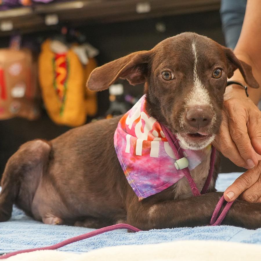 Enlarge Cedar, a Adoptable mixed breed in Volcano, HI image 4/6