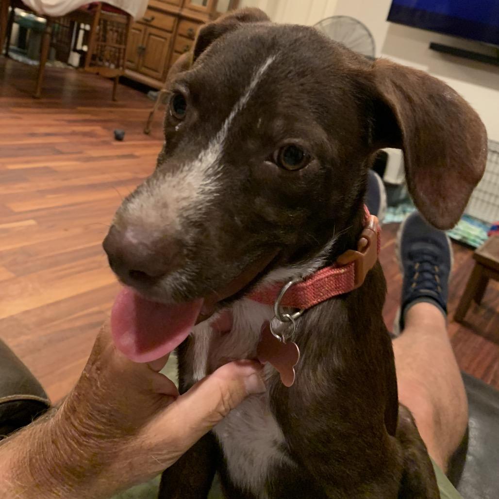 Enlarge Cedar, a Adoptable mixed breed in Volcano, HI image 5/6