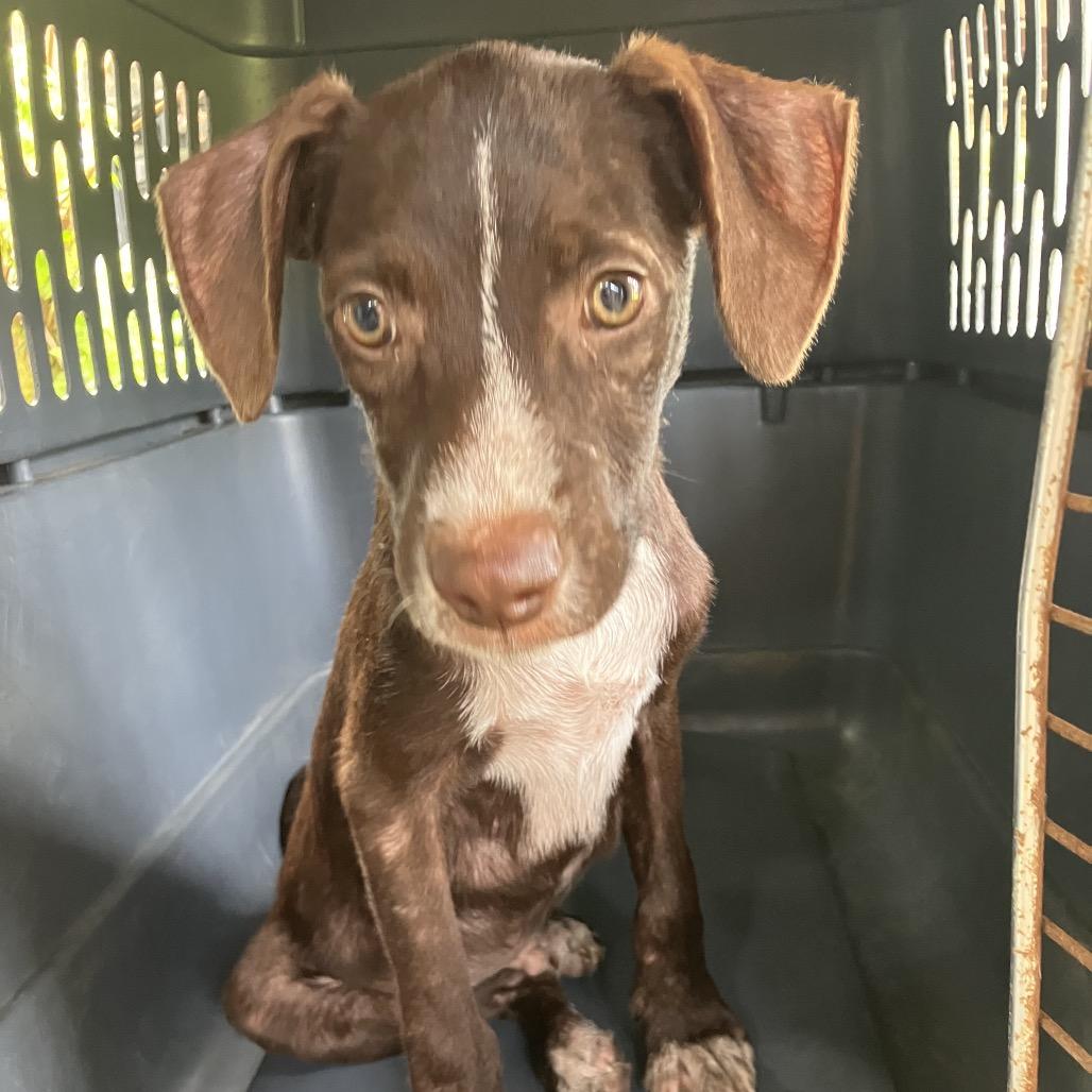 Enlarge Cedar, a Adoptable mixed breed in Volcano, HI image 6/6