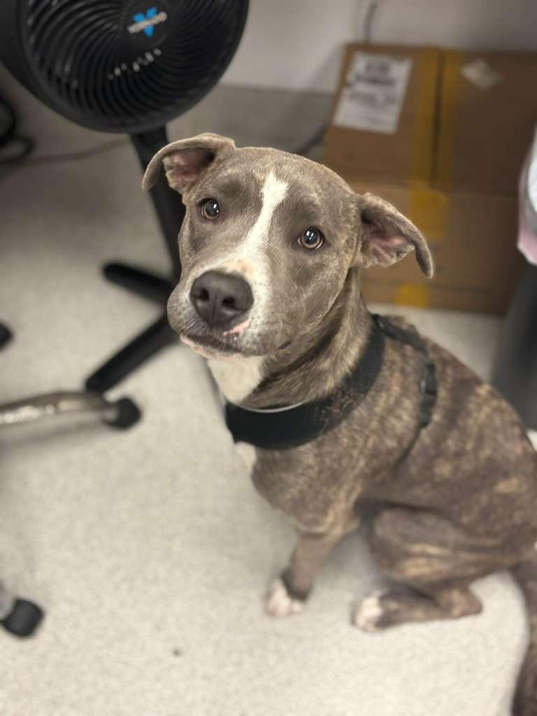 Hogan, Adoptable, Puppy Male Pit Bull Terrier & American Staffordshire Terrier.