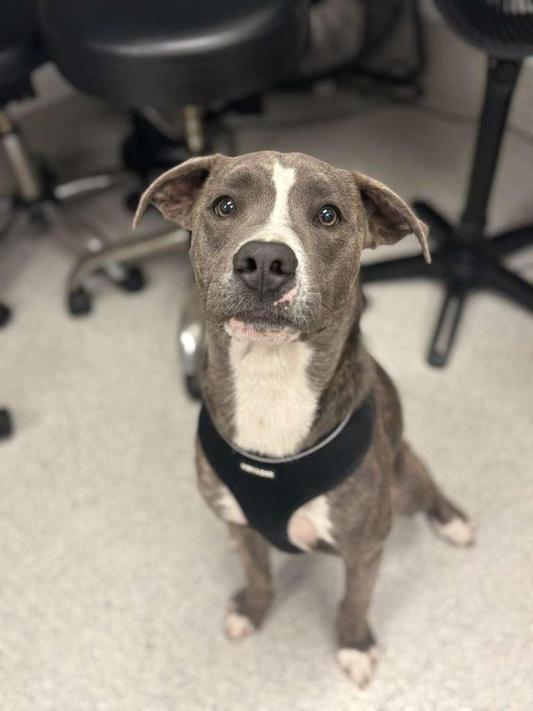 Hogan, a Adoptable mixed breed in Phoenix, AZ image 2/6