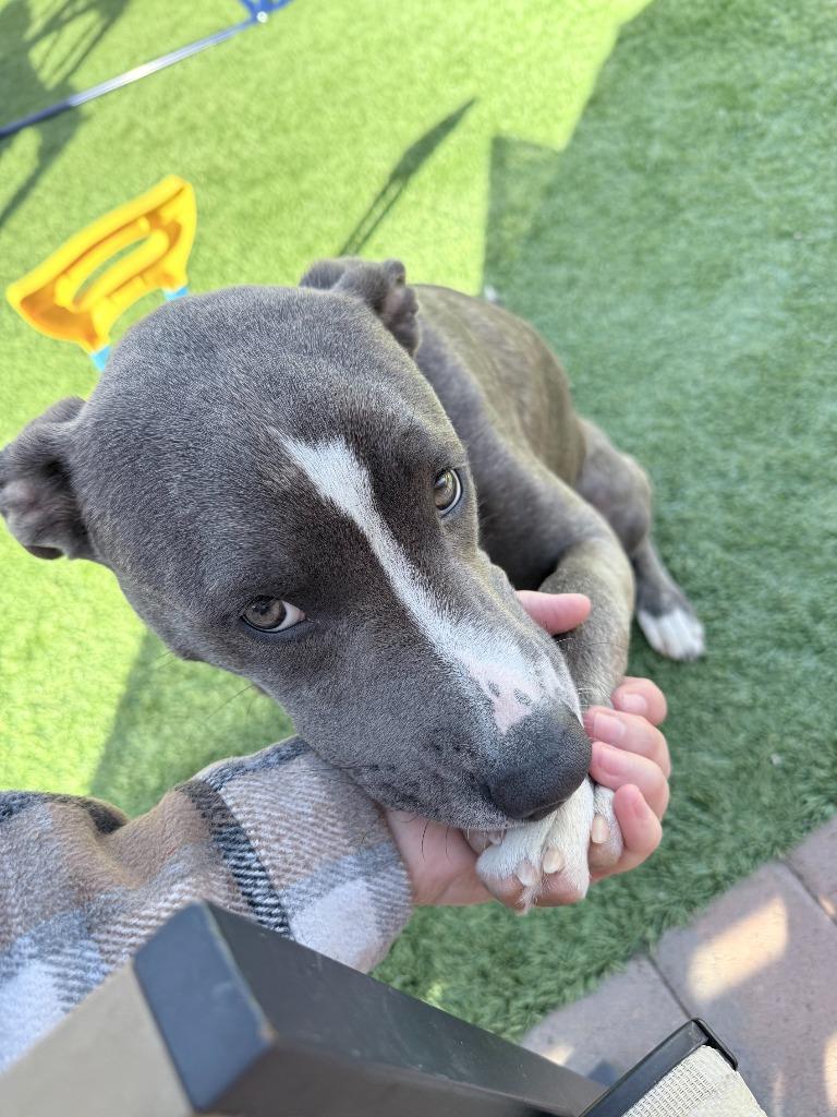 Hogan, a Adoptable mixed breed in Phoenix, AZ image 3/6