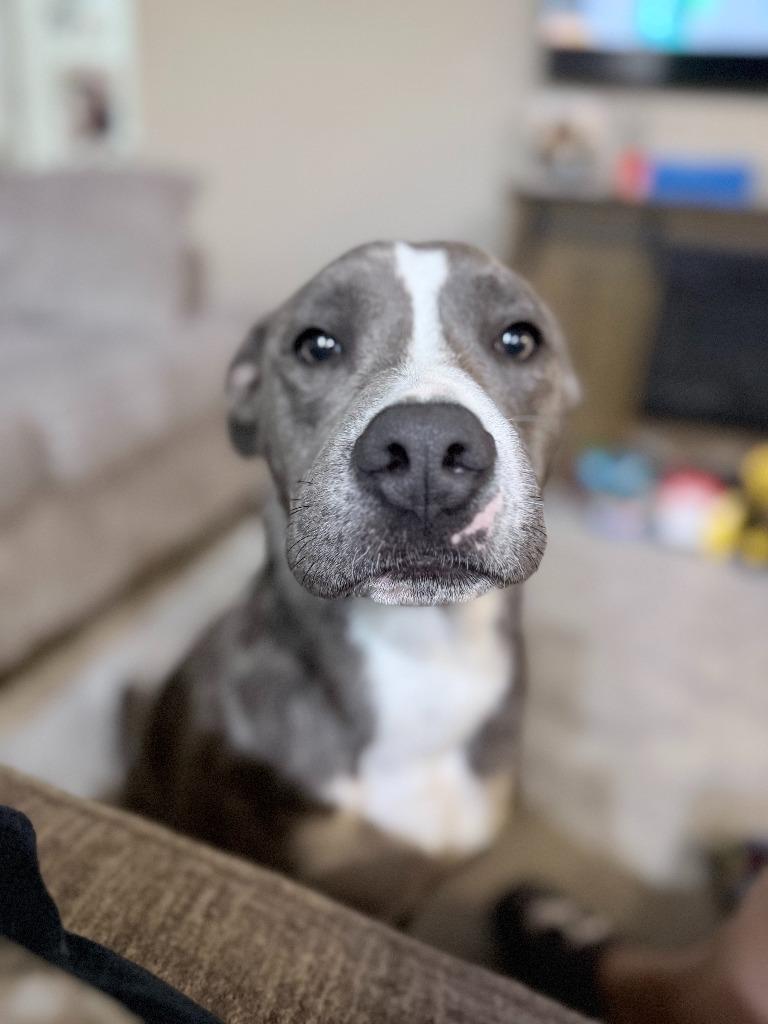 Hogan, a Adoptable mixed breed in Phoenix, AZ image 4/6
