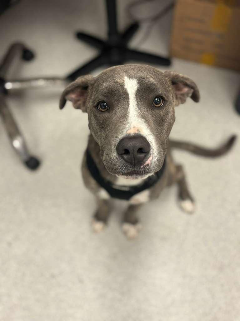 Hogan, a Adoptable mixed breed in Phoenix, AZ image 5/6