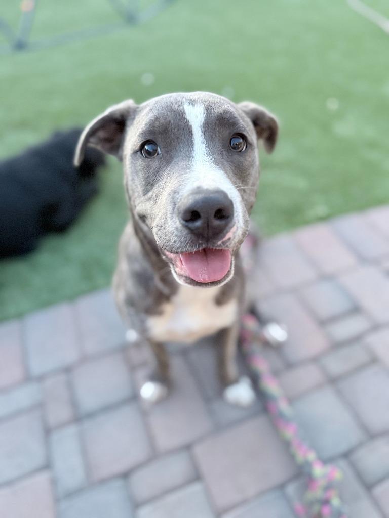 Hogan, a Adoptable mixed breed in Phoenix, AZ image 6/6