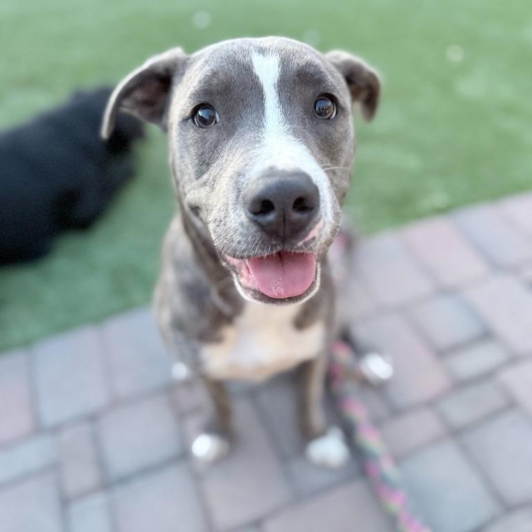 Hogan, a Adoptable mixed breed in Phoenix, AZ image 2/6