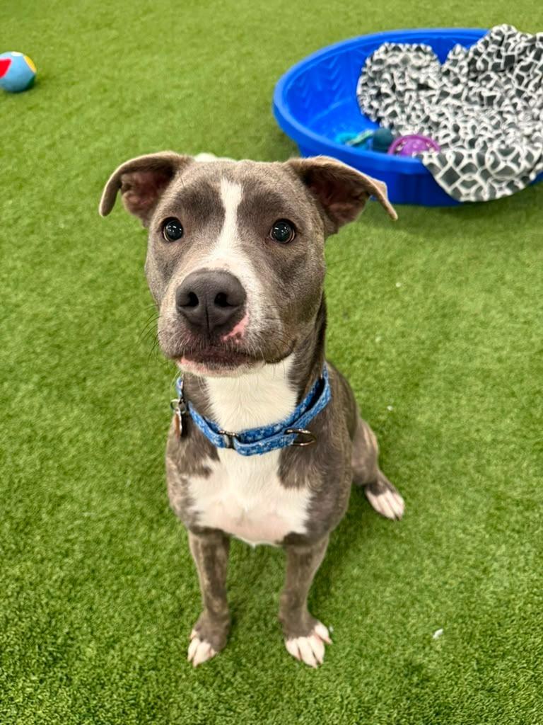 Hogan, a Adoptable mixed breed in Phoenix, AZ image 3/6
