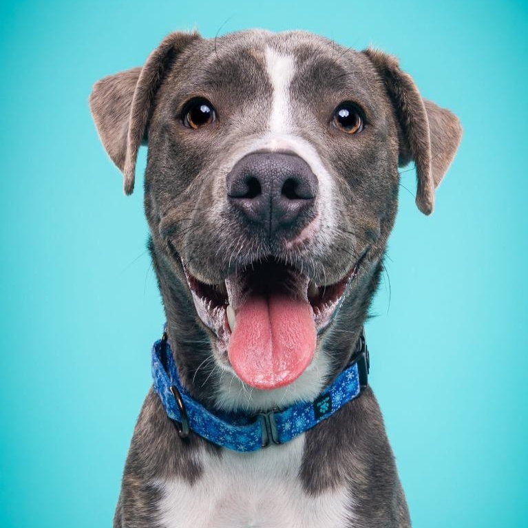 Hogan, a Adoptable mixed breed in Phoenix, AZ image 1/6