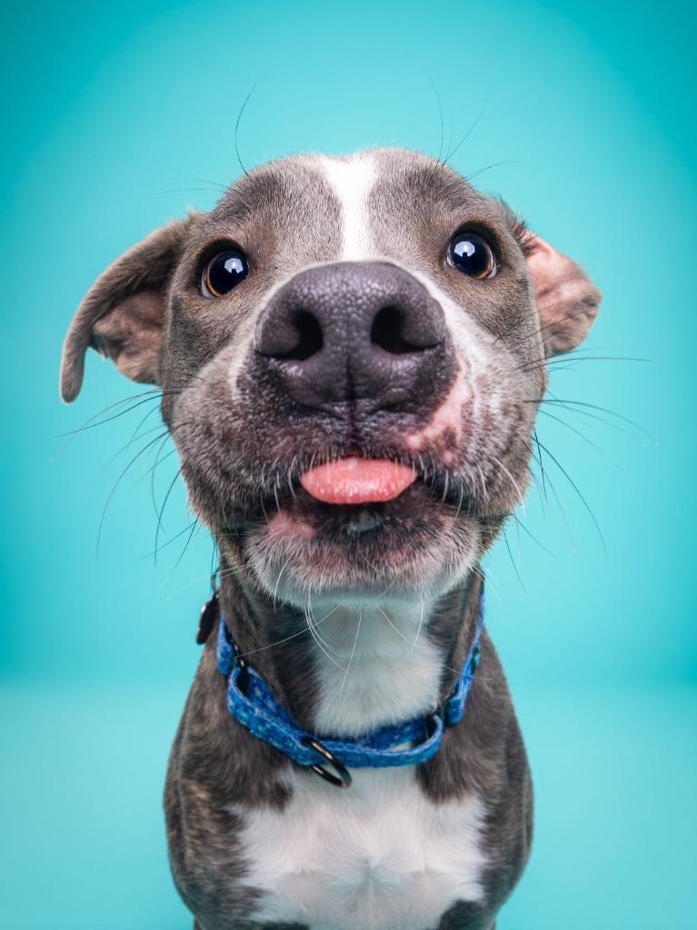 Hogan, a Adoptable mixed breed in Phoenix, AZ image 4/6