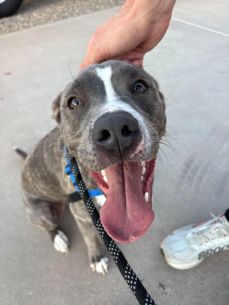 Hogan, a Adoptable mixed breed in Phoenix, AZ image 5/6