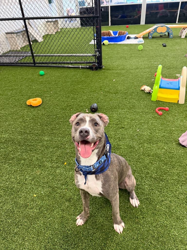 Hogan, a Adoptable mixed breed in Phoenix, AZ image 6/6
