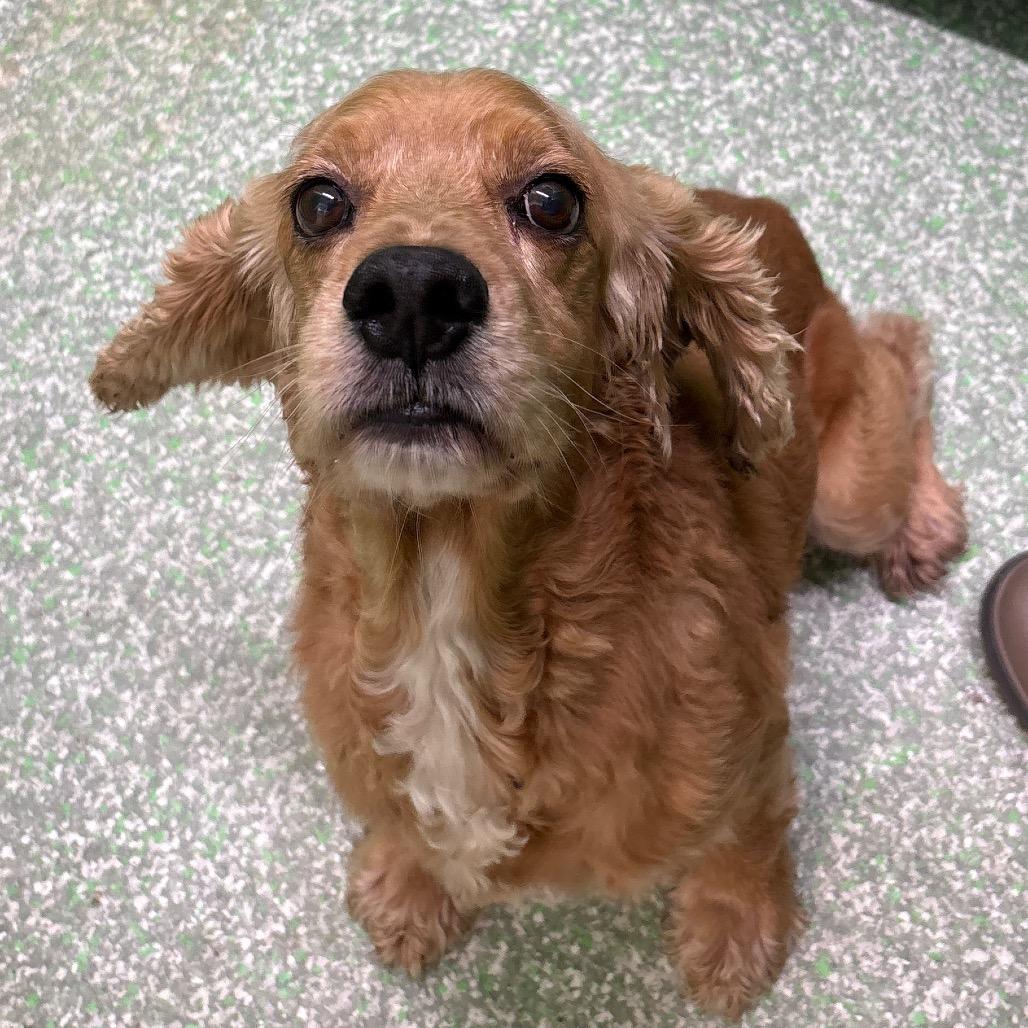 Milo, Adoptable, Senior Male Cocker Spaniel.