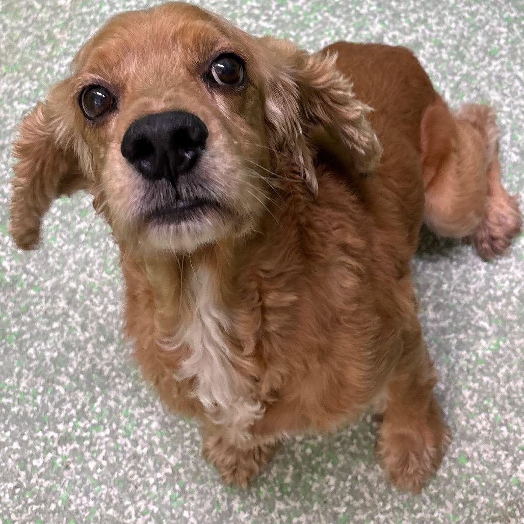 Enlarge Milo, a Adoptable Cocker Spaniel in Calverton, NY image 2/2