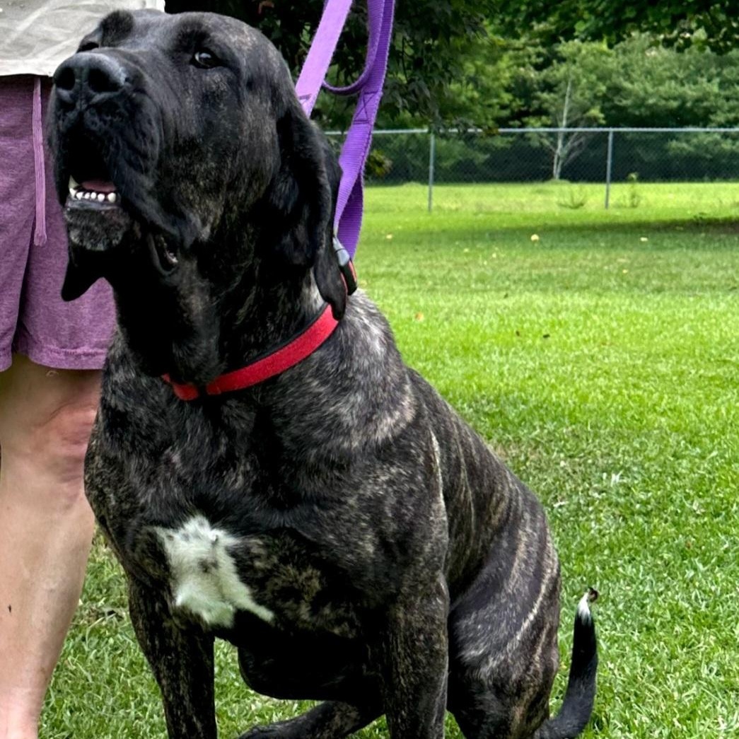 Keira, an adoptable Bullmastiff in Raeford, NC, 28376 | Photo Image 3
