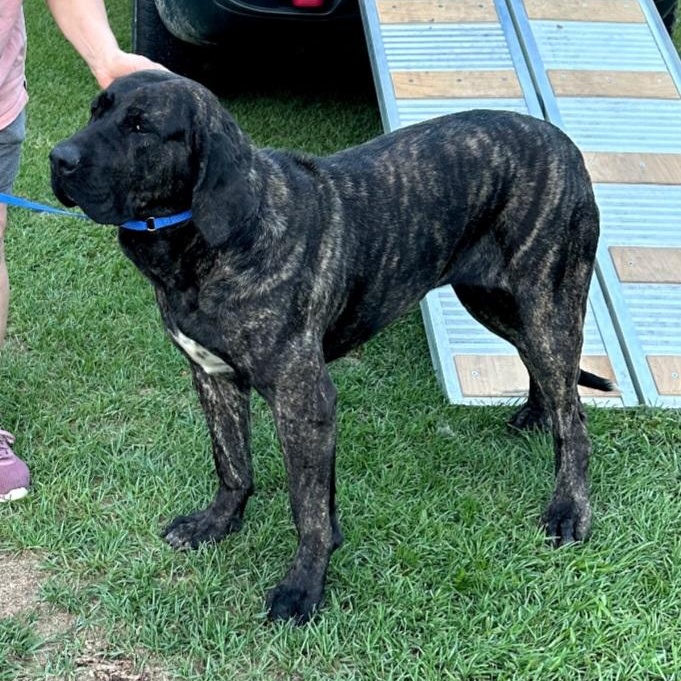 Keira, an adoptable Bullmastiff in Raeford, NC, 28376 | Photo Image 2